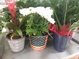The flowers are part of the flower quest to upgrade your race to v2. Garden Q A Put Some Patriotism In Container Garden