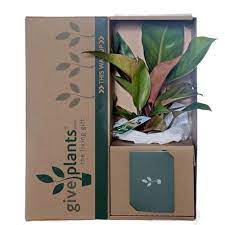 Give Plants For Any Occasion From Corporate Gifts To Birthday Gifts Plants That Have Flowers Plants Plant Gifts Nz Gi Plant Gifts Plants Flower Packaging