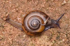 Image result for Eragrostis macrochlamys