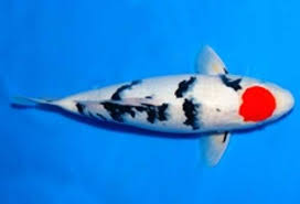 Duta koi sejahtera merupakan agen jual ikan koi murah berkualitas dari berbagai jenis dan berkualitas. Jual Indukan Koi Tancho Sanke Besar 25cm Super Duta Koi Jual Ikan Koi Super Harga Murah Kualitas 1 Import Lokal