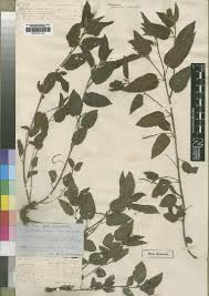 Image result for Acalypha segetalis