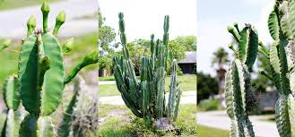 Thoroughly water the plant only when the potting medium is dry. If God Would Choose A Plant Pride In Photos