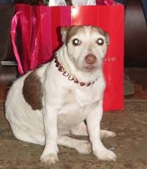 Missing Dog Allie in Borger Texas