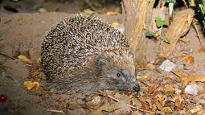 British hedgehogs are in trouble and need our help. Hedgehogs In The Garden Rspca