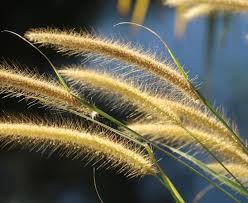 Image result for Cenchrus polystachios