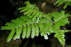 Image result for Newtonia buchananii