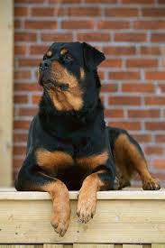 Rottweiler Portrait On Deck Of Hous Rottweiler Portrait On Deck Of House Dog Training Rottweiler Puppies Rottweiler Dog