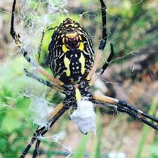 The same applies to this video as the other one i posted of the argiope aurantias. Creature Feature Charlotte S Web The Matthews Beacon Llc