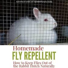 flies out of the rabbit hutch