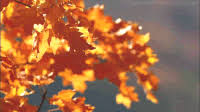 Leaves falling leaves gif leaves fallingleaves windy discover & share gifs. Autumn Leaves Falling Gifs Get The Best Gif On Gifer