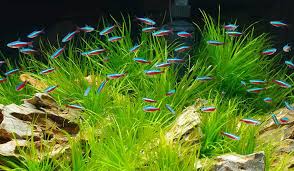 I have one male betta and 3 tetras. Compatible Tank Mates With Guppies Guppyaquarium Com Fresh Water Fish Tank Tetra Fish Tropical Fish Tanks