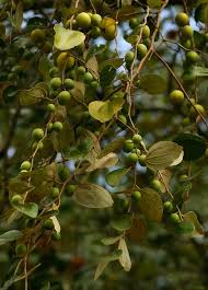 Image result for Ziziphus mauritiana