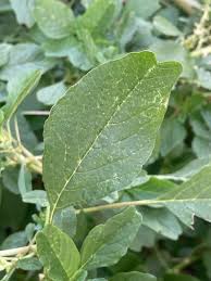 Image result for Amaranthus blitum