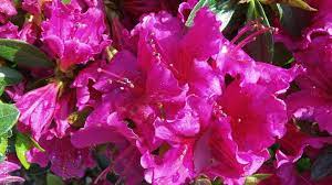 Pin On Azaleas
