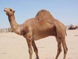 At one time critics of the bible pointed to genesis 12:16 and cried error. Bible Signs Symbols Camel Jesus Way 4 You