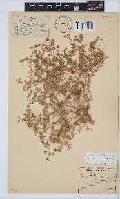 Image result for Lotononis stipulosa