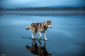 Animal photos, portrait photography, landscape photos, aerial photos, and more make our best of 2020. this year has been a challenging blur, but photographers have managed to find the beauty in the world and make it memorable. The 100 Best Photographs Ever Taken Without Photoshop