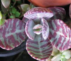 Kalanchoe Humilis Rare Cacti Mesembs Huernia Red Succulents Cactus Seed 15 Seeds Red Succulents Rare Succulents Planting Succulents