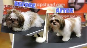 Shih tzu haircuts come in a wide variety of styles and difficulties. How To Groom A Shih Tzu Full Groom Non Shave Down Youtube