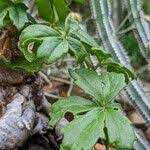 Image result for Cyphostemma quinatum