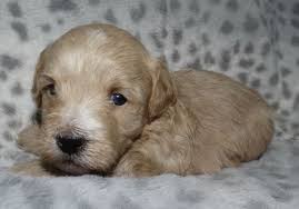 Maybe you would like to learn more about one of these? Maltipoo Puppy For Sale In Rockford Mi Adn 69417 On Puppyfinder Com Gender Male Age 6 Weeks Old Maltipoo Puppy Maltipoo Puppy For Sale Puppies
