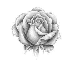 How To Draw A Rose Pencil Drawings Of Flowers Roses Drawing Flower Drawing Tutorials