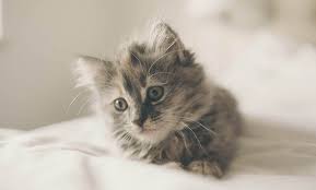 They therefore deserve a cute name to match! 175 Grey Cat Names An Awesome List For Naming Your Cat