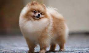 Pomeranian Is All Fluffy Do You Love Cute Dogs Like This Follow Our Petsdope Pinterest Ac Cute Small Dogs Pomeranian Puppy For Sale Pomeranian Puppy