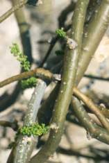 Image result for Tinospora tenera