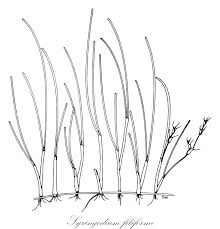 Image result for Cymodoceaceae