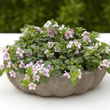 Image result for Bacopa monnieri