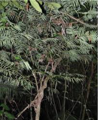 Image result for Chamaecrista zambesica