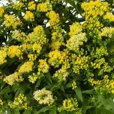 Hosta are top shade loving perennials that can be grown from a bare root. 10 Easy Perennials Anyone Can Grow