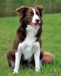 Border Collie Australian Shepherd Mix Black White And Brown Collie Smartest Dog Breeds Collie Dog Brown Border Collie