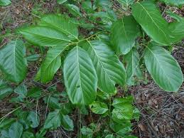 Image result for Bridelia micrantha