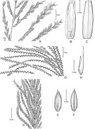 Image result for Leptochloa obtusiflora
