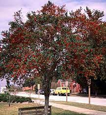 Greetings From Earth Yaupon Holly Ilex Vomitoria Trees To Plant Fast Growing Evergreens Florida Landscaping