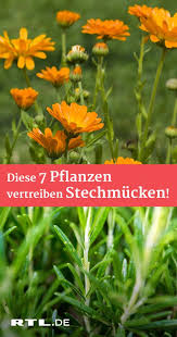 Hausmittel Gegen Mucken Diese 7 Pflanzen Vertreiben Stechmucken Pflanzen Pflanzen Gegen Mucken Stechmucken