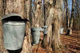Https Www Grit Com Food How To Make Maple Syrup