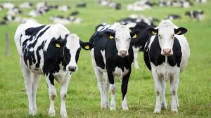 घृत ghṛtə terenjis) dikelaskan sebagai lemak daripada susu lembu (atau sapi) yang bersifat lebih jernih atau cair. Ini Perbezaan Mentega Dan Minyak Sapi Ghee Yang Ramai Tak Tahu Iluminasi