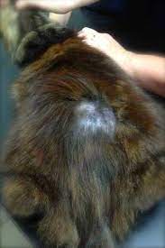 We did not find results for: 3 Ways To Tell If Your Cat Has Fleas Companion Animal Veterinary Hospital