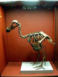 Dodo Bird Skeleton 1 Jmsaz Animal Skeletons Prehistoric Animals Extinct Animals