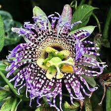 Image result for Passiflora ligularis