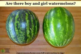 These are signs that you might notice even before you cut the fruit open. How To Tell If A Watermelon Is Ripe 4 Tips To Pick A Good Watermelon