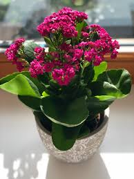 Kalanchoe Plant Decor Plants Indoor Plants