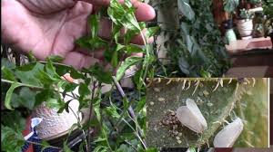 посадка цветов на рассаду в марте по лунному календарю Belokrylka Obozhaet Moi Granatovye Derevca I Brugmansiyu Vazhno Prinyat Mery White Flies Brugmansia Plants