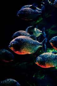 68 Best Fish And Tanks Freshwater Images In 2019 Fish Fish Tank Aquarium Fish