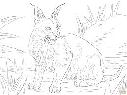 Download Caracal Coloring Page Coloring Home