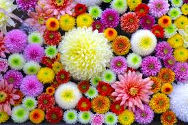 色とりどりのマムが美しい「菊手水」で二本松の秋を満喫♪ - 岳温泉観光協会公式サイト