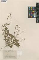 Image result for Geranium ocellatum